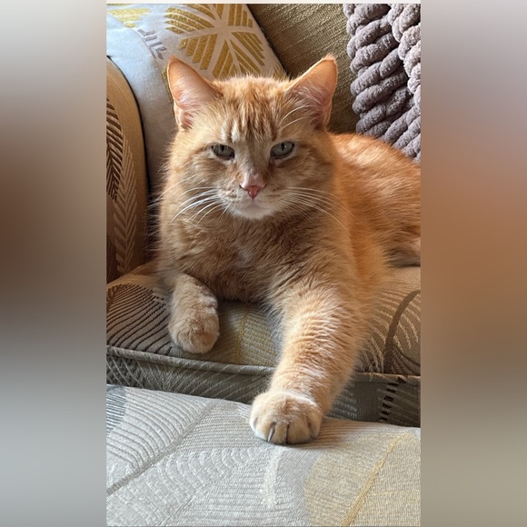 Meet your Posher, Meredith - Picture 2 of 11